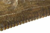 Beastly Serrated Tyrannosaurus (T-Rex) Tooth - Montana #297611-4